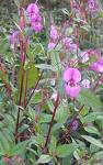 Septic Tank drainfields are ideal for growing Himalayan Balsam